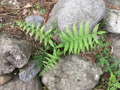 Athyriaceae