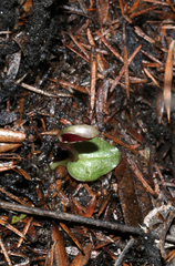 Corybas rotundifolius