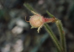 Ardisia villosa