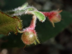 Ardisia villosa