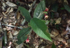 Ardisia villosa