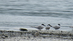 Sterna hirundo longipennis