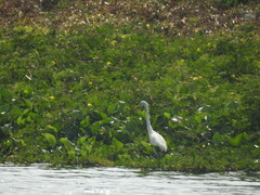 Ardea intermedia intermedia