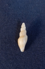 Guraleus tasmanicus