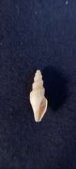 Guraleus tasmanicus