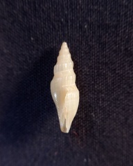 Guraleus tasmanicus