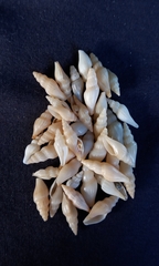 Guraleus tasmanicus