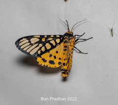 Aglaomorpha plagiata