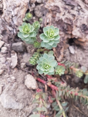 Euphorbia lurida