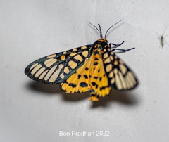 Aglaomorpha plagiata