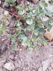 Euphorbia lurida