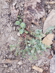 Euphorbia lurida