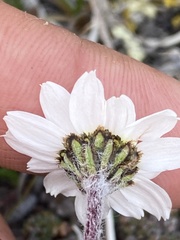 Chrysanthemum integrifolium