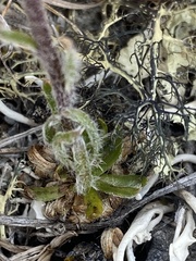 Chrysanthemum integrifolium