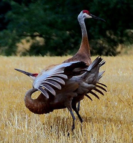 Sandhill Crane photographed in Michigan
