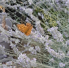 Argynnis paphia