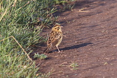 Emberiza aureola