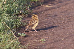 Emberiza aureola