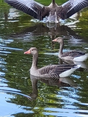Anser anser