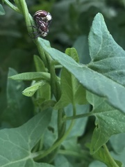Sternuchopsis karelinii