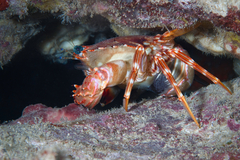 Goniosupradens hawaiensis