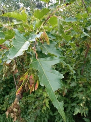 Acer ginnala