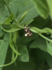 Sternuchopsis karelinii