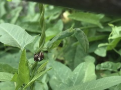 Sternuchopsis karelinii