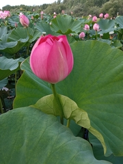 Nelumbo nucifera