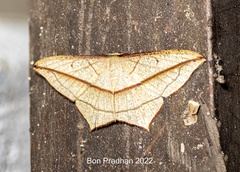 Timandra correspondens