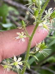 Micranthes spicata