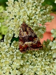Photedes captiuncula
