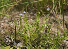 Bonnaya tenuifolia