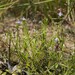 Bonnaya tenuifolia - Photo (c) 張智翔, μερικά δικαιώματα διατηρούνται (CC BY-NC), uploaded by 張智翔