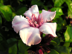 Strophanthus gratus