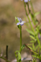 Bonnaya tenuifolia