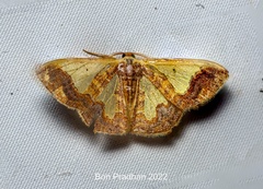 Peratophyga xanthyala