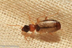 Philorhizus