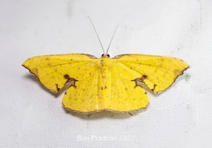 Corymica spatiosa