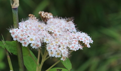Spiraea formosana