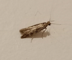 Tinea pallescentella