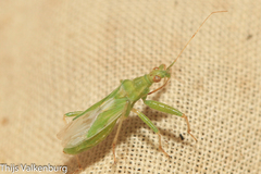 Nabis viridulus