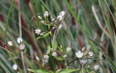 Swertia macrosperma