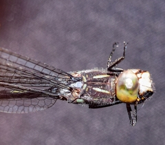 Micrathyria paulsoni