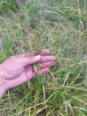 Scirpus radicans