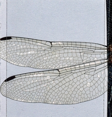 Micrathyria paulsoni