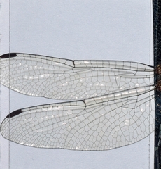 Micrathyria paulsoni