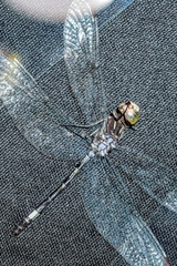 Micrathyria paulsoni