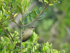 Pycnonotus plumosus plumosus