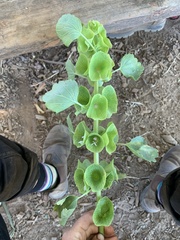 Moluccella